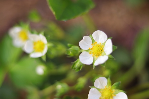 yellow flower